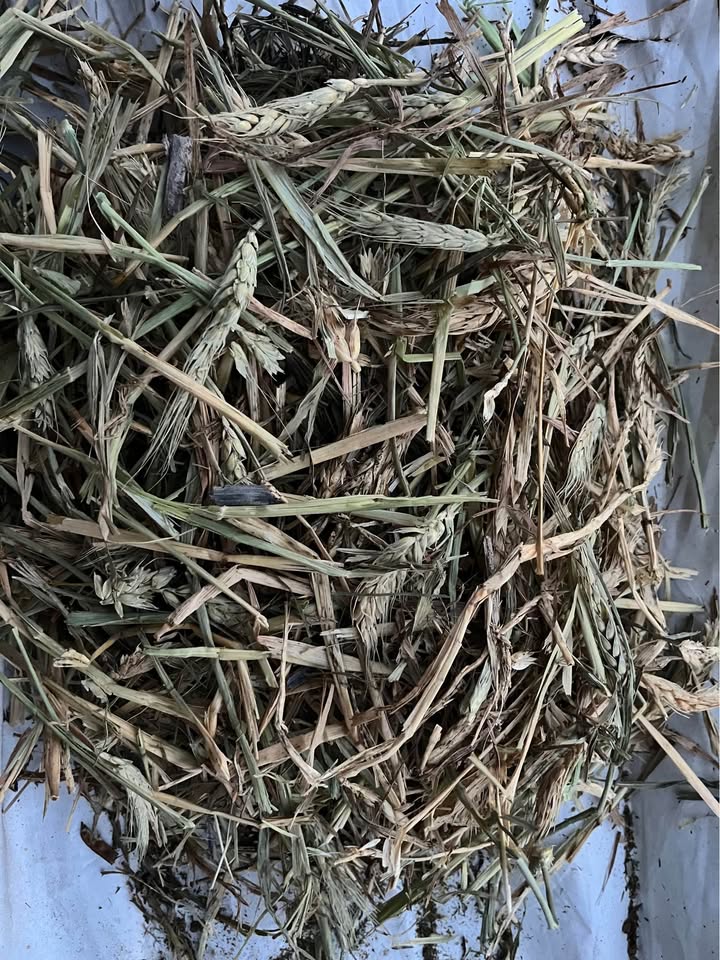 Close-up of awned 2025 season wheaten hay