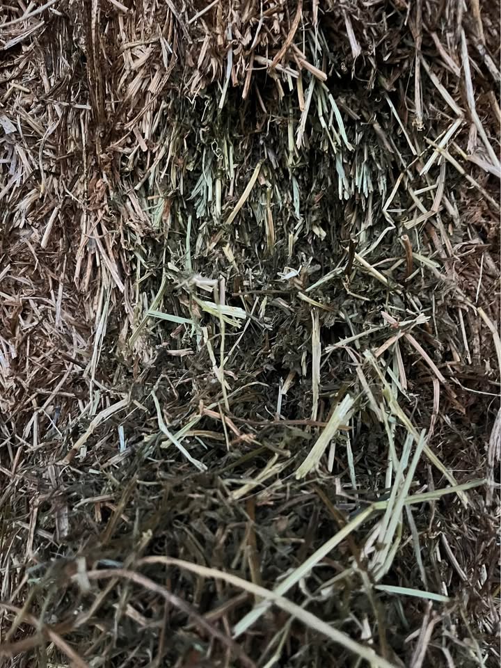 Cut face of a vetch hay bale showing leaf retention