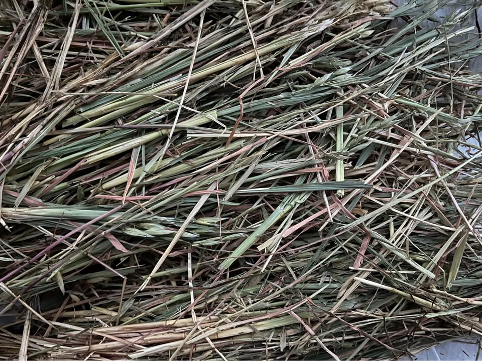 Close-up of vetch and oat mix hay showing leaf and stem