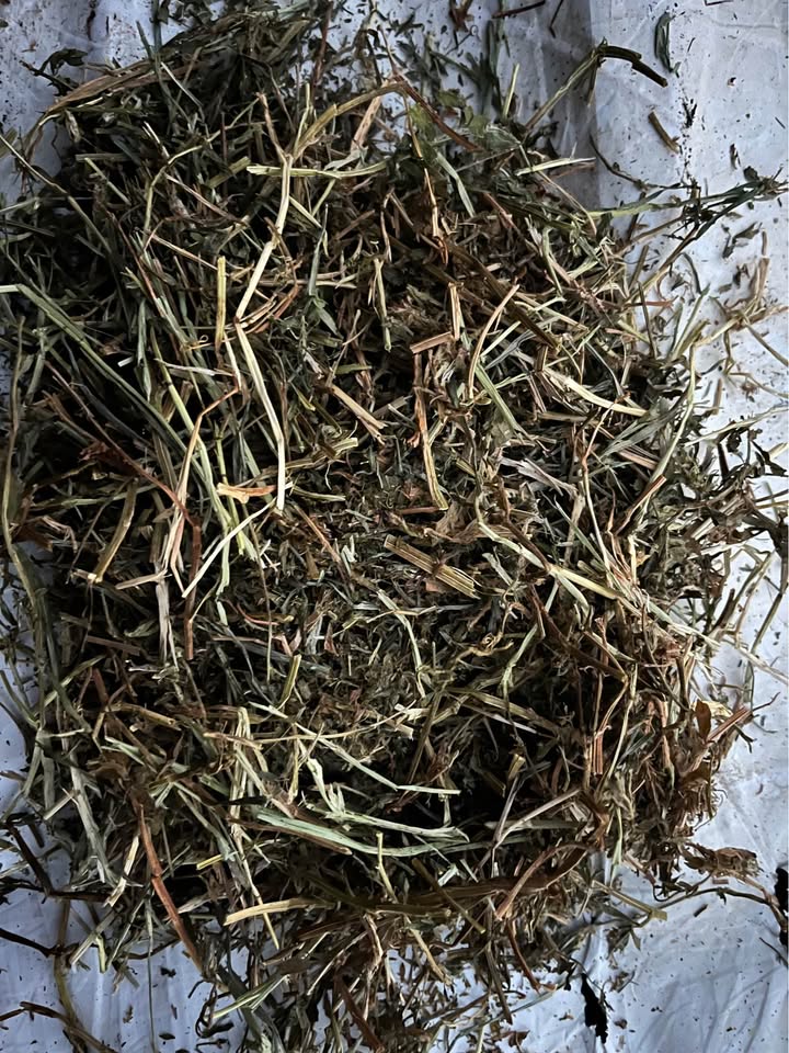 Close-up of leafy vetch hay