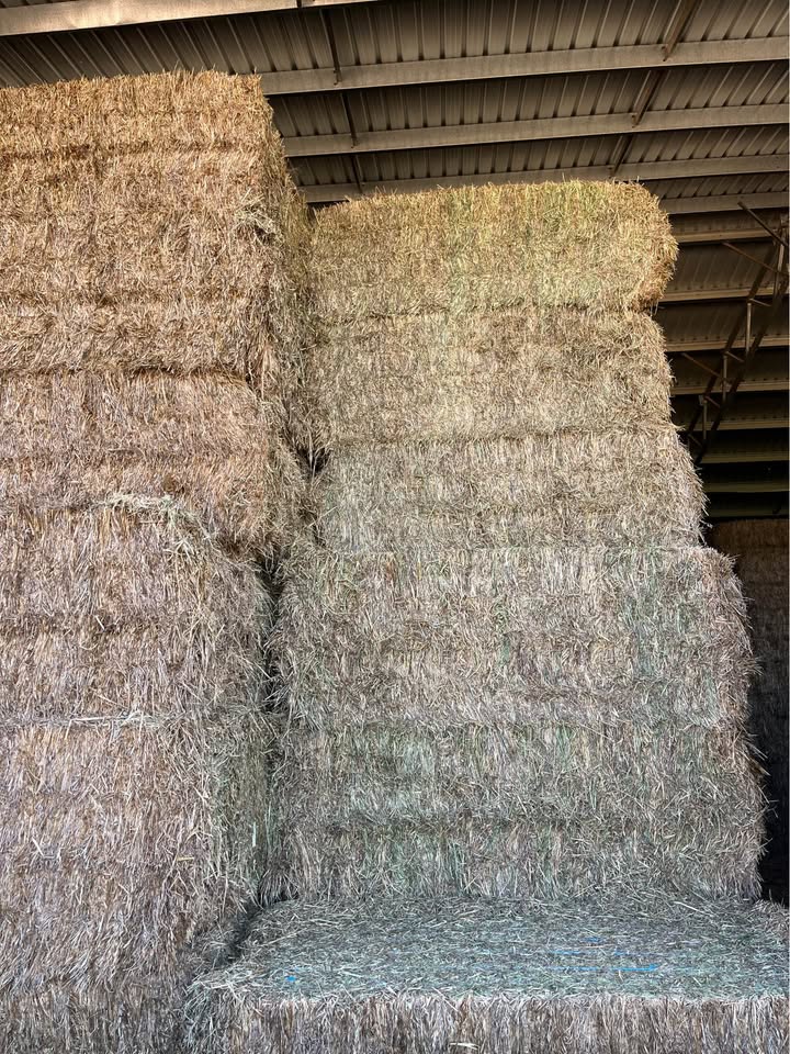 Stacked large square vetch and oat hay bales in the shed